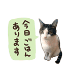 猫ちゃん写真スタンプ【じじくん】（個別スタンプ：10）