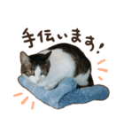 猫ちゃん写真スタンプ【じじくん】（個別スタンプ：11）