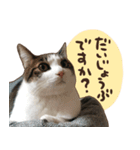 猫ちゃん写真スタンプ【じじくん】（個別スタンプ：12）