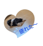 ペキシーズーのむうちゃん②（個別スタンプ：8）