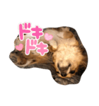 まゆげチワワ3（個別スタンプ：12）
