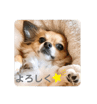 まゆげチワワ3（個別スタンプ：14）