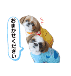 シーズーもぐとにこのスタンプ（お仕事編）（個別スタンプ：8）