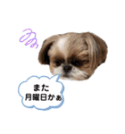 シーズーもぐとにこのスタンプ（お仕事編）（個別スタンプ：29）