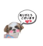 シーズーもぐとにこのスタンプ（お仕事編）（個別スタンプ：37）