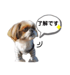 シーズーもぐとにこのスタンプ（お仕事編）（個別スタンプ：38）