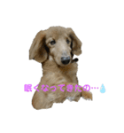 ダックスとトイプのひと言（個別スタンプ：3）