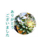 花と多肉植物 日常会話スタンプ（個別スタンプ：5）
