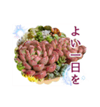 花と多肉植物 日常会話スタンプ（個別スタンプ：10）