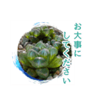 花と多肉植物 日常会話スタンプ（個別スタンプ：11）