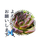 花と多肉植物 日常会話スタンプ（個別スタンプ：12）