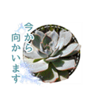 花と多肉植物 日常会話スタンプ（個別スタンプ：14）
