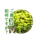 花と多肉植物 日常会話スタンプ（個別スタンプ：18）