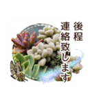 花と多肉植物 日常会話スタンプ（個別スタンプ：19）