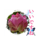 花と多肉植物 日常会話スタンプ（個別スタンプ：20）