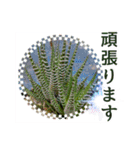花と多肉植物 日常会話スタンプ（個別スタンプ：21）