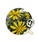 花と多肉植物 日常会話スタンプ（個別スタンプ：29）