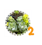 花と多肉植物 日常会話スタンプ（個別スタンプ：31）