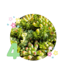 花と多肉植物 日常会話スタンプ（個別スタンプ：33）