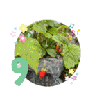 花と多肉植物 日常会話スタンプ（個別スタンプ：38）