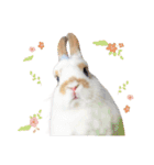 うさぎ の ましゅ❤︎まろん（個別スタンプ：14）