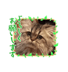Animal rescue Kiseki（個別スタンプ：1）