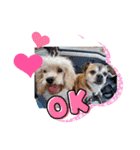 Animal rescue Kiseki（個別スタンプ：2）