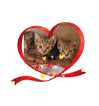 Animal rescue Kiseki（個別スタンプ：4）