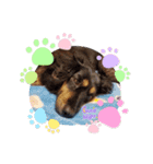 Animal rescue Kiseki（個別スタンプ：5）