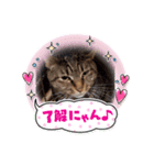 Animal rescue Kiseki（個別スタンプ：7）