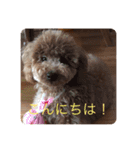トイプーシュクル❤️（個別スタンプ：6）