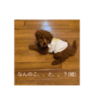 トイプーシュクル❤️（個別スタンプ：9）