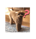 トイプーシュクル❤️（個別スタンプ：16）