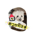 I loveマルポメくん！（個別スタンプ：3）