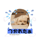 I loveマルポメくん！（個別スタンプ：16）