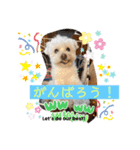 I loveマルポメくん！（個別スタンプ：18）