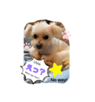 I loveマルポメくん！（個別スタンプ：25）