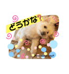 I loveマルポメくん！（個別スタンプ：26）