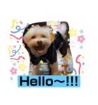 I loveマルポメくん！（個別スタンプ：31）