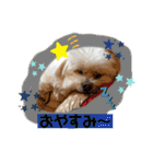 I loveマルポメくん！（個別スタンプ：33）