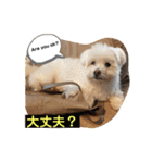 I loveマルポメくん！（個別スタンプ：36）