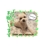 I loveマルポメくん！（個別スタンプ：37）