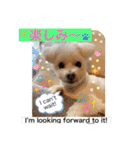 I loveマルポメくん！（個別スタンプ：39）