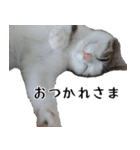 ネコのタチャ②（個別スタンプ：3）