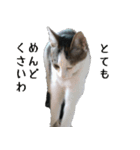 ネコのタチャ②（個別スタンプ：4）
