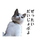 ネコのタチャ②（個別スタンプ：6）