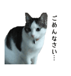 ネコのタチャ②（個別スタンプ：9）
