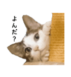 ネコのタチャ②（個別スタンプ：12）