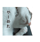 ネコのタチャ②（個別スタンプ：13）