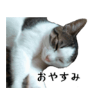 ネコのタチャ②（個別スタンプ：15）